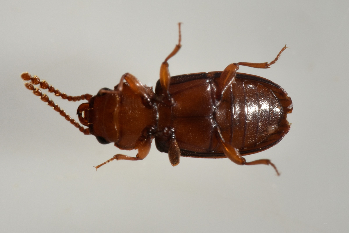 Laemophloeidae: Laemophloeus monilis? S, femmina